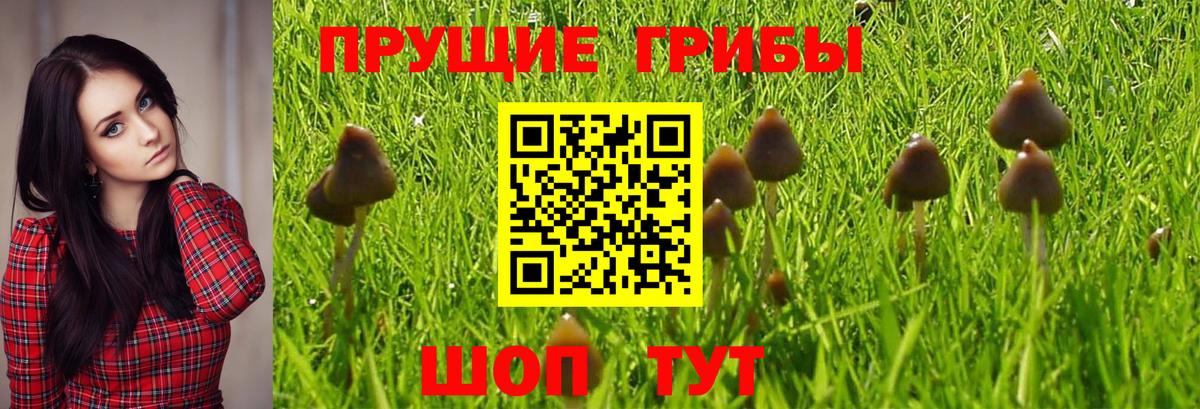 Галлюциногенные грибы MAGIC MUSHROOMS Тимашёвск